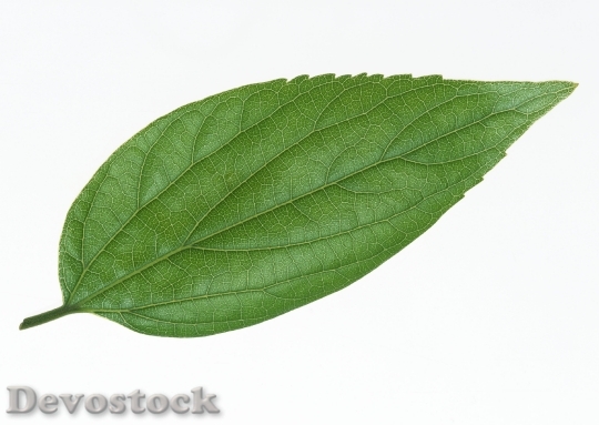Devostock One Green Leaf