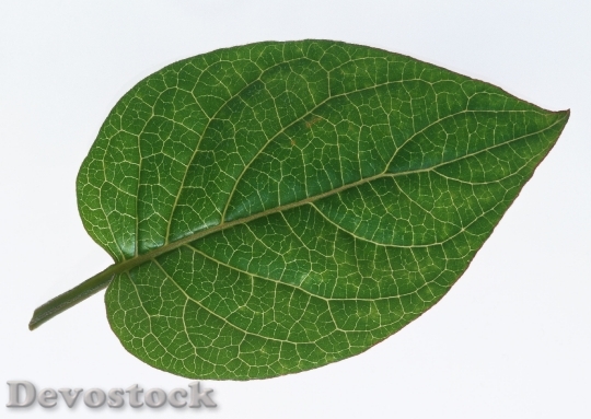 Devostock One Green Leaf Isolated