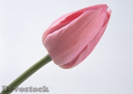 Devostock One Pink Tulip Isolated