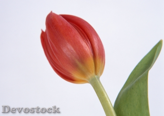 Devostock One Red Tulip Isolated 1