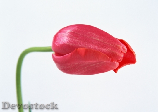 Devostock One Red Tulip Isolated
