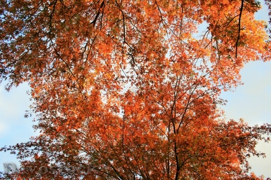 Devostock Orange Leaves Tree Leaves