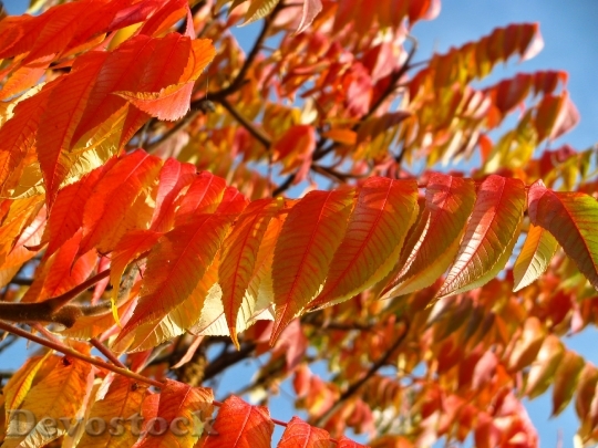 Devostock Orange Red Leaves Leafy