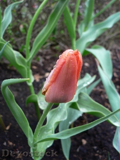 Devostock Orange Tulip Spring Flower