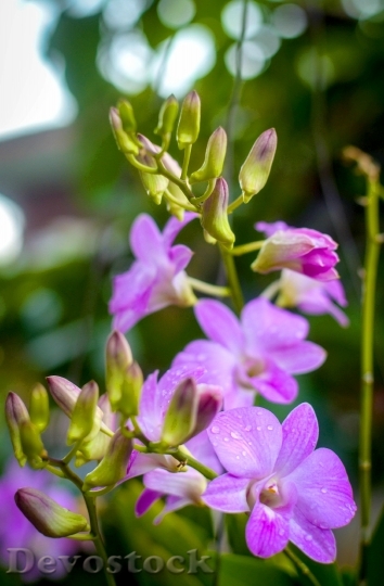 Devostock Orchid Flower Floral 986584