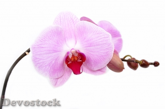 Devostock Orchid Flower Isolated Decoration