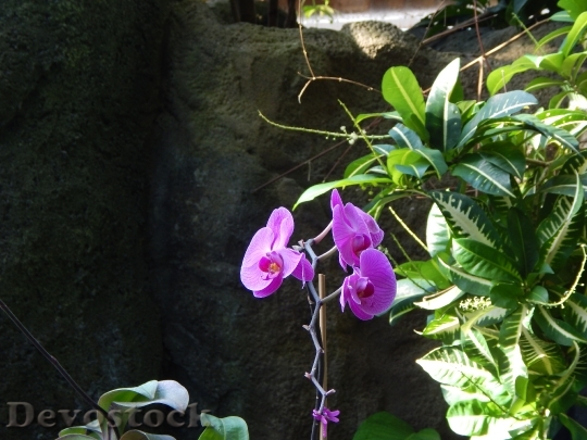 Devostock Orchids Flowers Purple Orchid