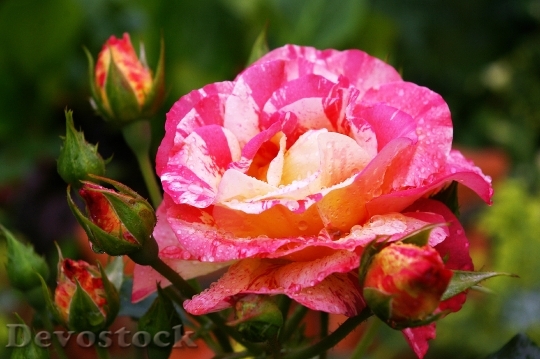 Devostock Painter Rose Bicolor Rose 2