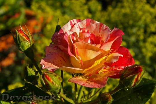 Devostock Painter Rose Bicolor Rose 4