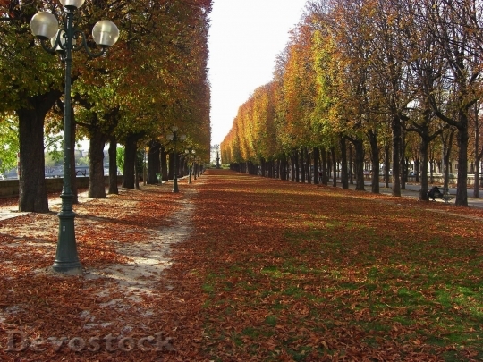Devostock Paris France Trees Autumn