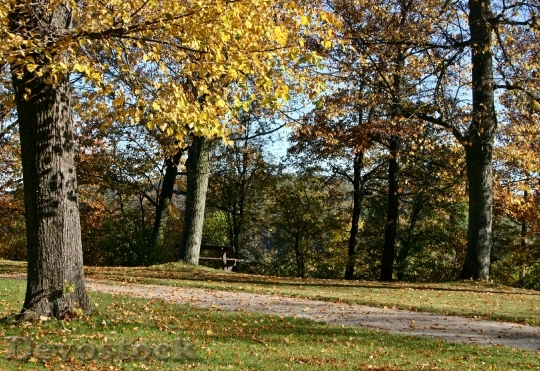 Devostock Park Away Autumn Forest