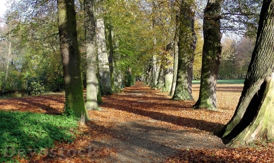 Devostock Park Away Trees Autumn