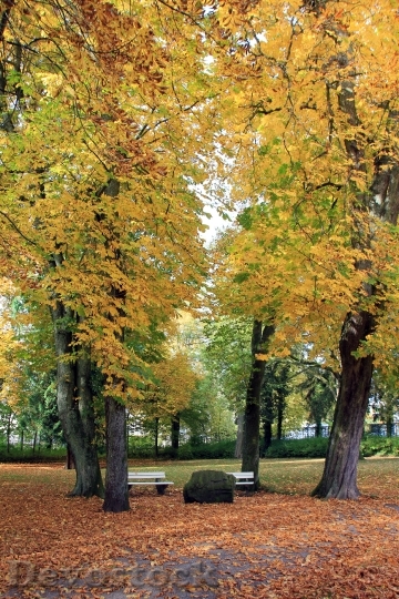 Devostock Park Tree Autumn Leaves