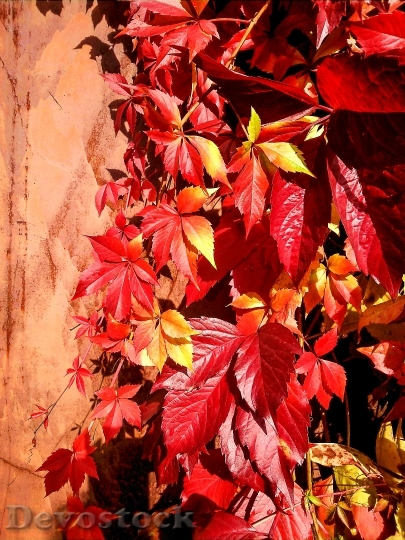 Devostock Parthenocissus Leaves Red Leaves