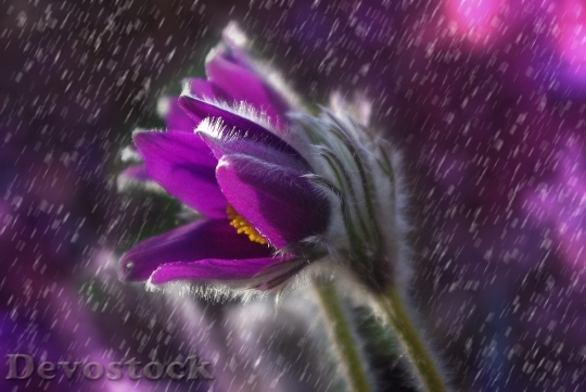 Devostock Pasque Flower Flower Rain