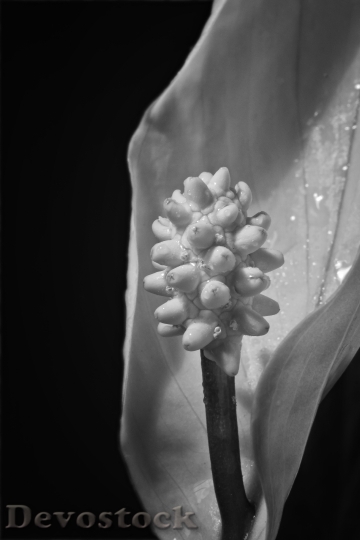 Devostock Peace Lily Blossom Bloom