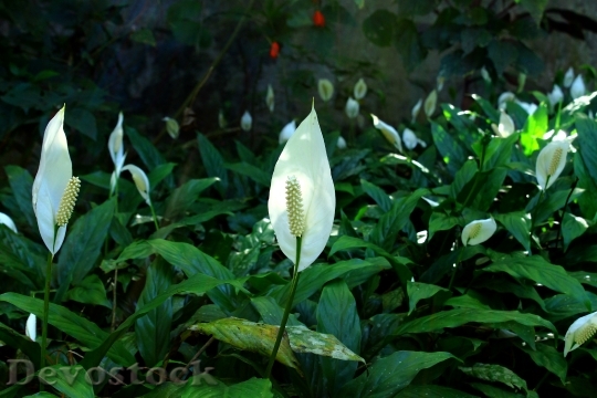Devostock Peace Lily Flower Flowers