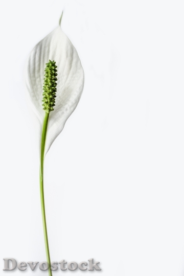 Devostock Peace Lily Flower Plant 0