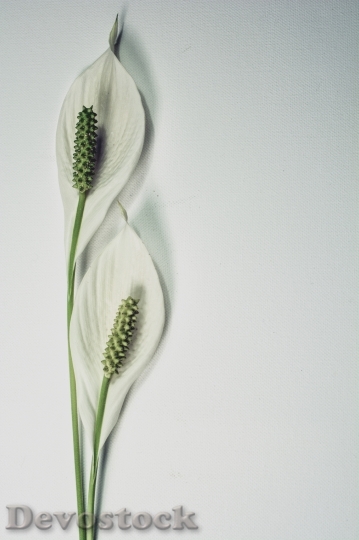 Devostock Peace Lily Flower Plant