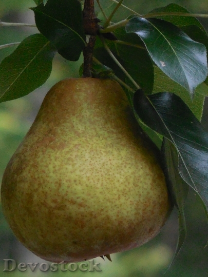 Devostock Pear Fruit Fresh Food 1