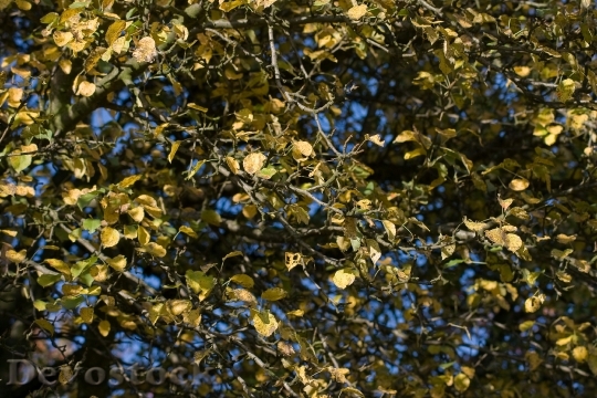 Devostock Pear Tree Branch Blue