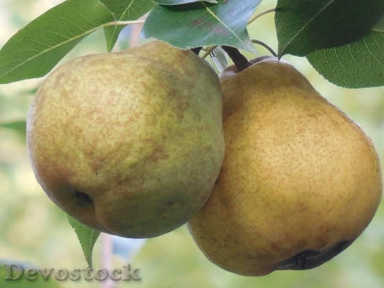 Devostock Pears Fruit Fresh Food