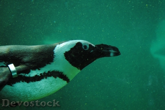 Devostock Penguin nature HQ 