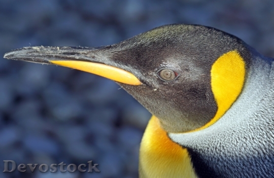 Devostock Penguin nature HQ 