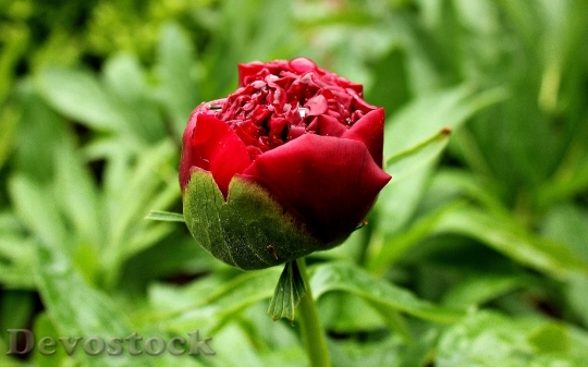 Devostock Peony Red Blossom Bloom 0