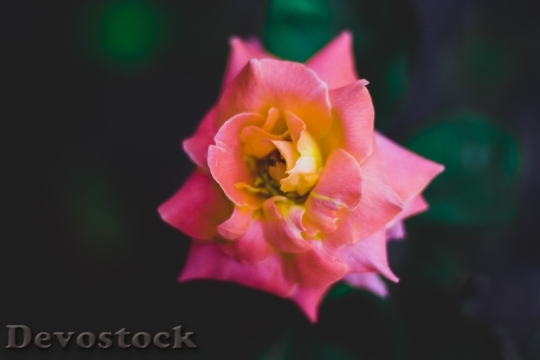 Devostock Petals Blur Flower 10141