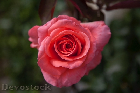 Devostock Petals Blur Flower 9414