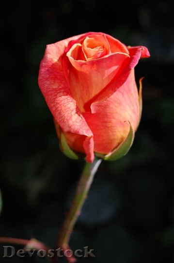 Devostock Petals Flower Rose 620