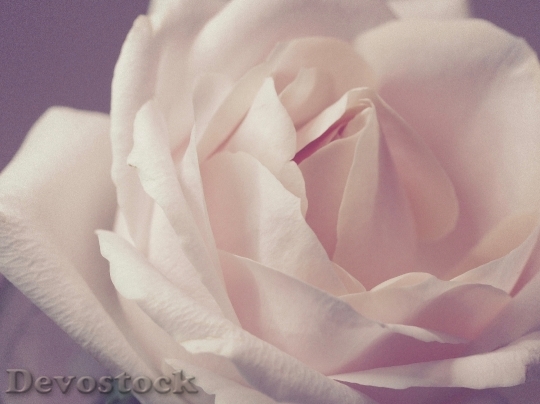 Devostock Petals Flower Rose 7463