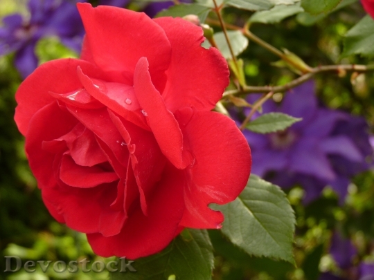 Devostock Petals Flower Rose 869