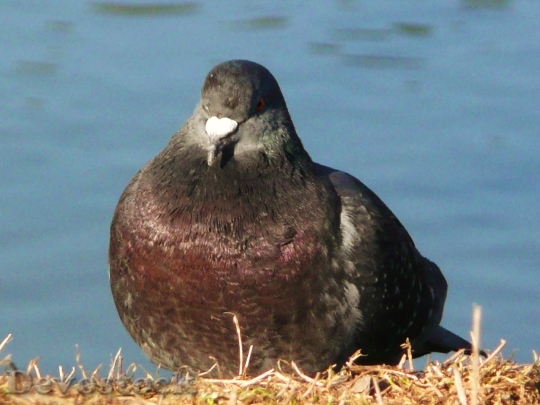 Devostock Pigeon Bird Sitting Water
