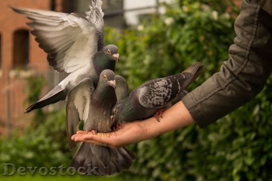 Devostock Pigeon Hand Person Feeding