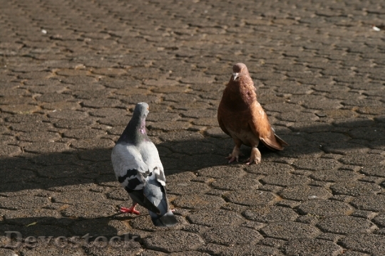 Devostock Pigeons Birds Animals Dove