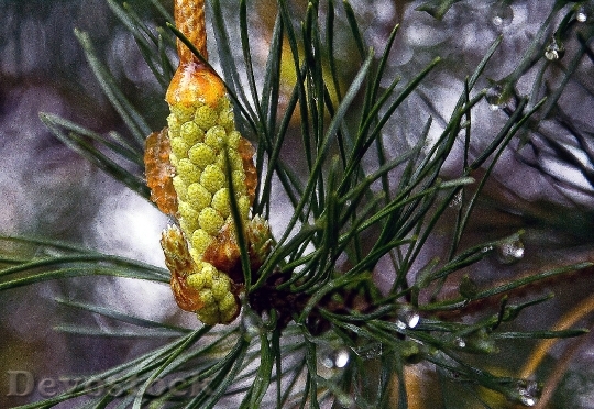 Devostock Pine Male Flower Pine