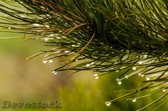 Devostock Pine Needles Water Drops 0