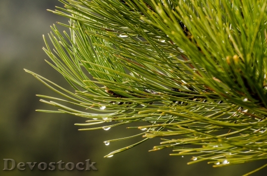 Devostock Pine Needles Water Drops 1