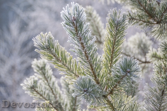 Devostock Pine Sprig Frost Conifer