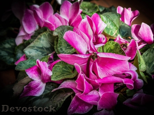Devostock Pink Flowers Flower Plant