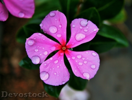 Devostock Pink Periwinkle Flower Pink 0