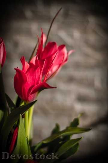 Devostock Pink Tulips Flowers Florist