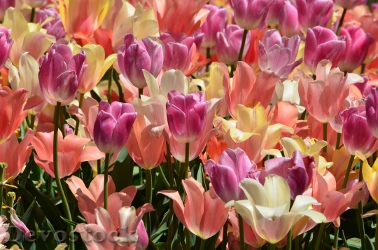 Devostock Pink Tulips Flowers Spring