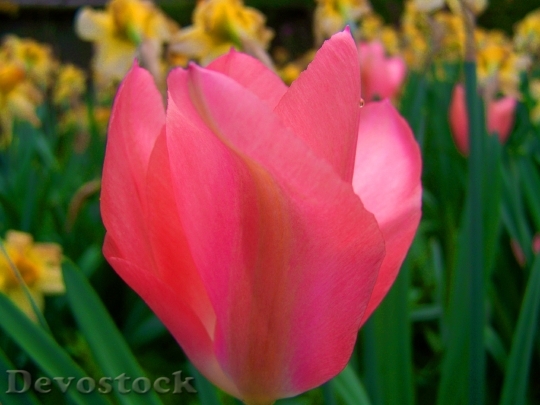 Devostock Pink Tulips Tulip Spring