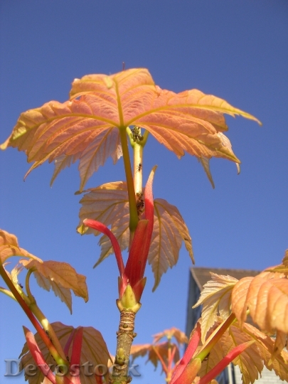 Devostock Plant Autumn Leaves Vine