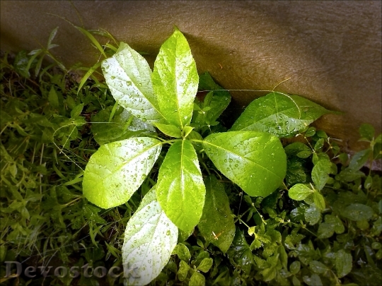 Devostock Plant Drops Plant Leaves
