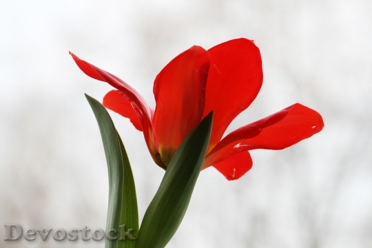 Devostock Plant Flower Tulip Nature