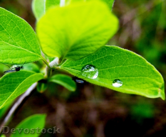 Devostock Plant Leaf Leaves Drops